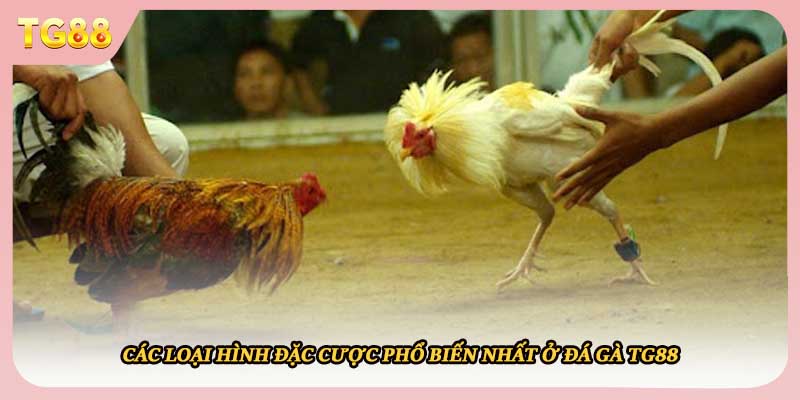 Các loại hình đặc cược phổ biến nhất ở đá gà TG88