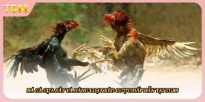 Đá Gà Cựa Sắt Và Hàng Loạt Kèo Cược Hấp Dẫn Tại TG88