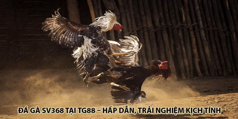 Đá Gà SV368 Tại TG88 – Hấp Dẫn, Trải Nghiệm Kịch Tính