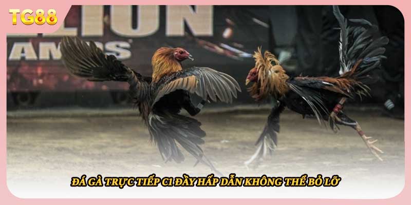Đá gà trực tiếp C1 đầy hấp dẫn không thể bỏ lỡ