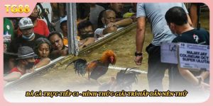 Đá Gà Trực Tiếp C1 - Hình Thức Giải Trí Hấp Dẫn Nên Thử