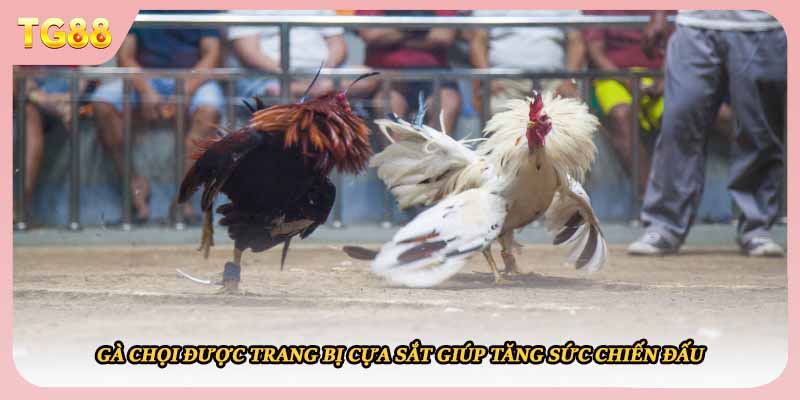 Gà chọi được trang bị cựa sắt giúp tăng sức chiến đấu