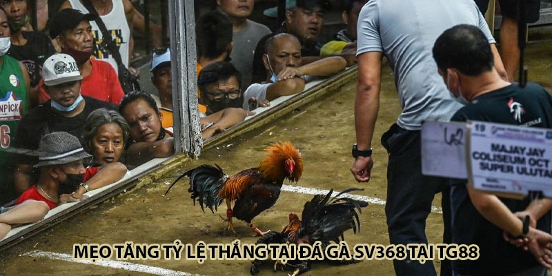 Mẹo tăng tỷ lệ thắng tại đá gà SV368 tại TG88