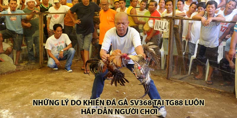 Những lý do khiến đá gà SV368 tại TG88 luôn hấp dẫn người chơi