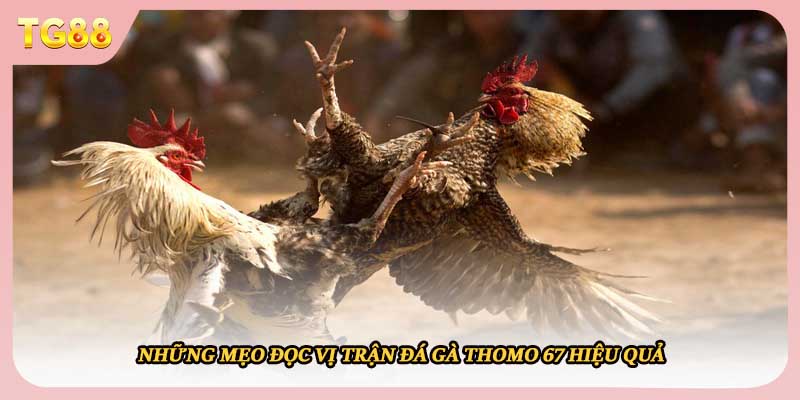 Những mẹo đọc vị trận đá gà thomo 67 hiệu quả